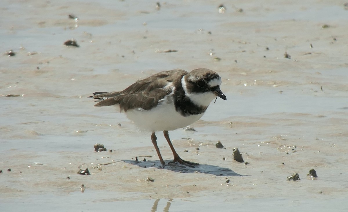 Common Ringed Plover - ML613546443