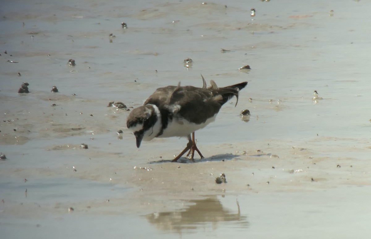 Common Ringed Plover - ML613546444