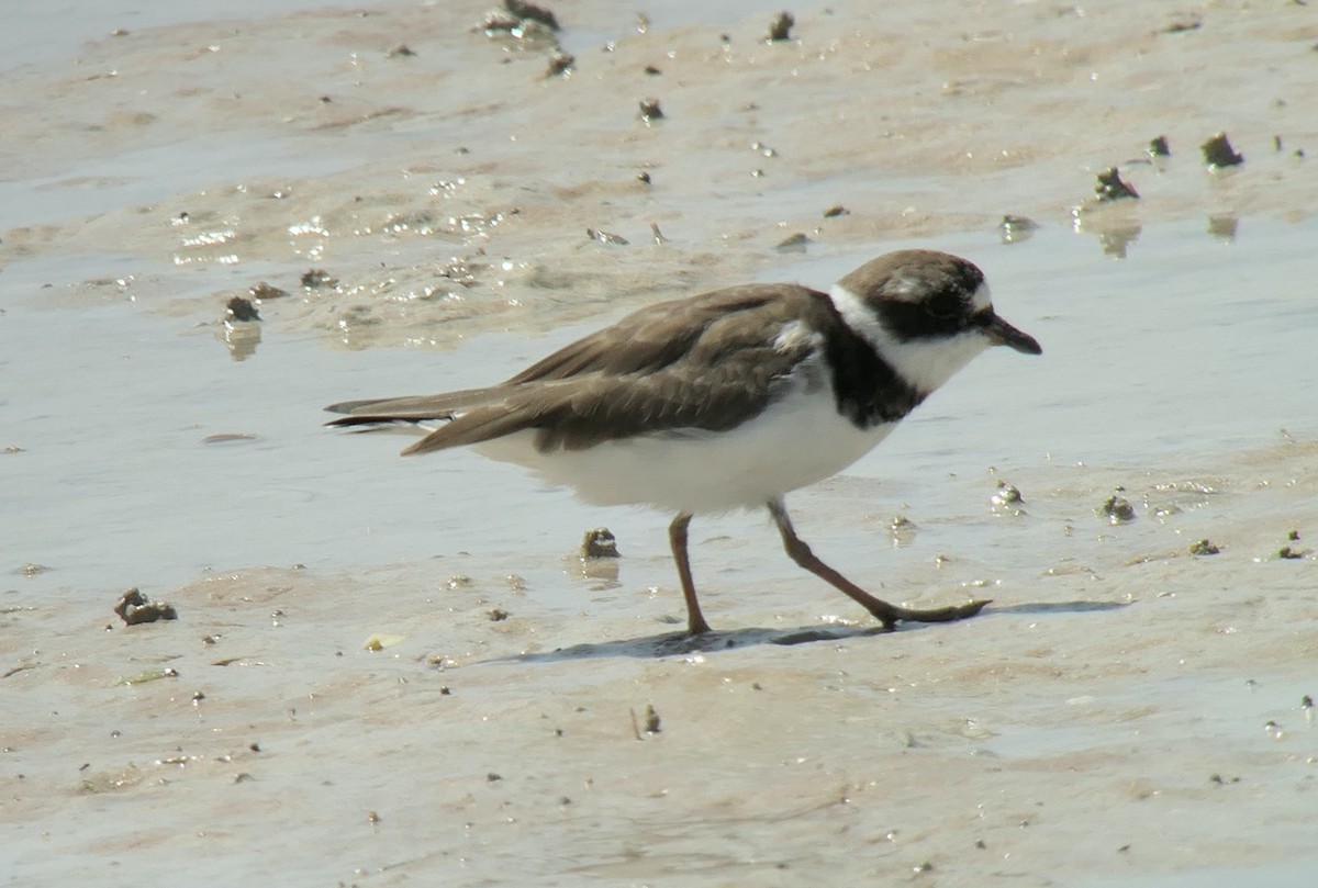 Common Ringed Plover - ML613546445