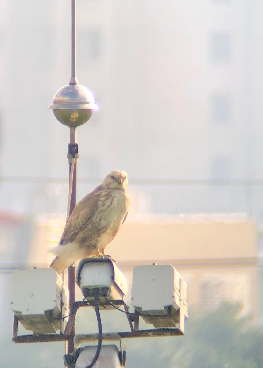 Upland Buzzard - ML613546531