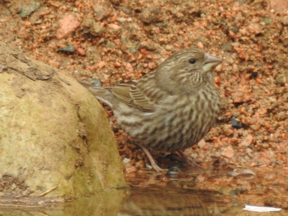 Red-mantled Rosefinch - ML613546610