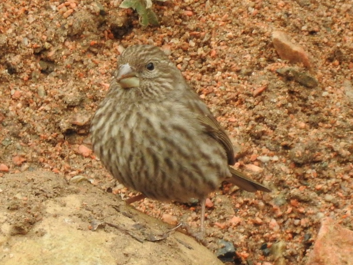 Red-mantled Rosefinch - Philip Steiner