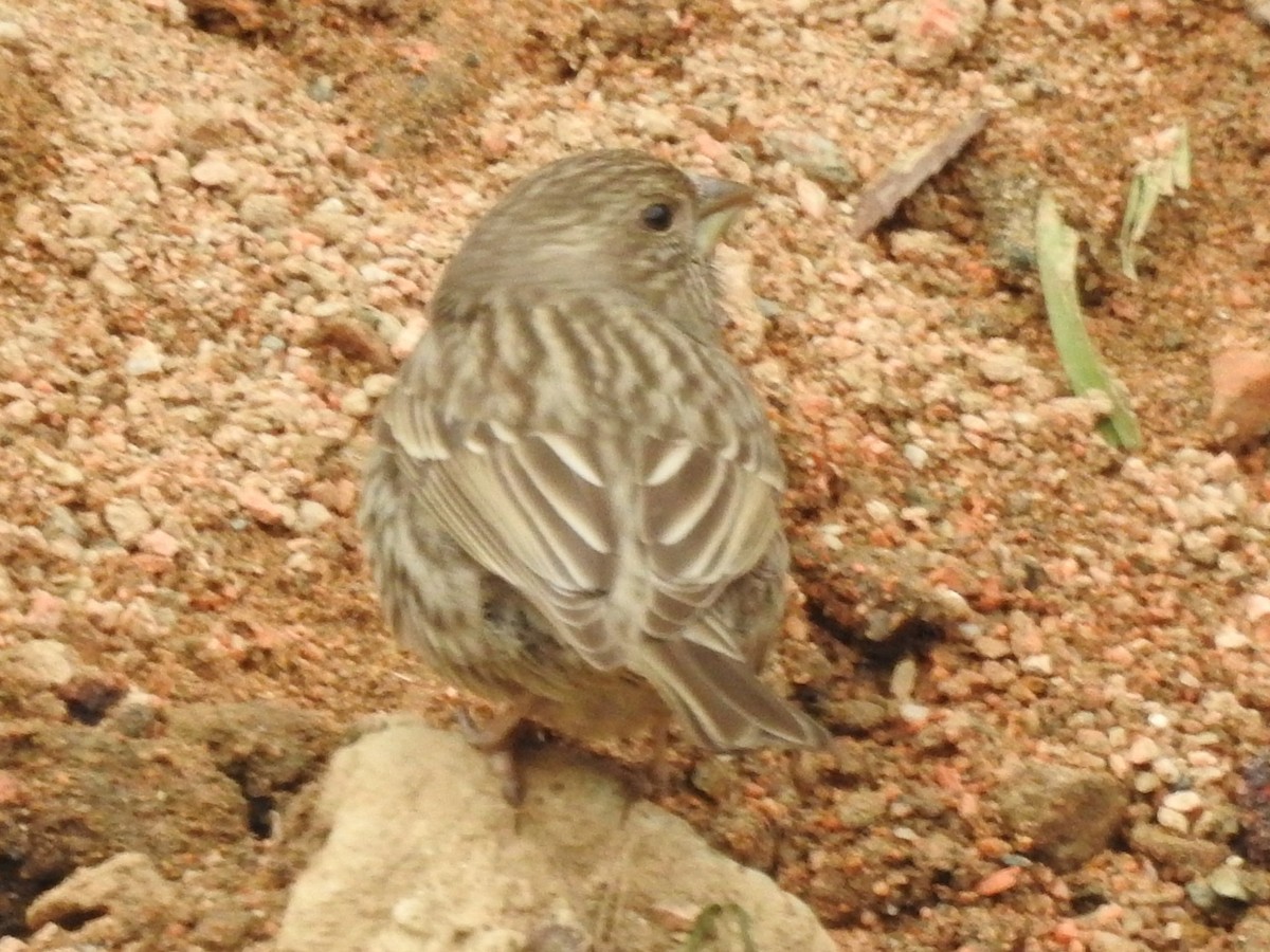 Roselin à dos rouge - ML613546615