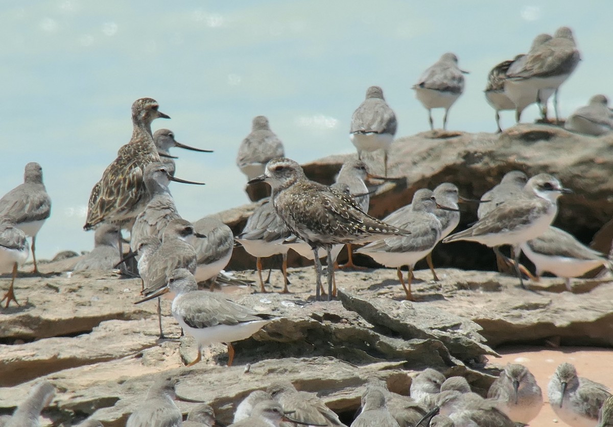 American Golden-Plover - ML613546639