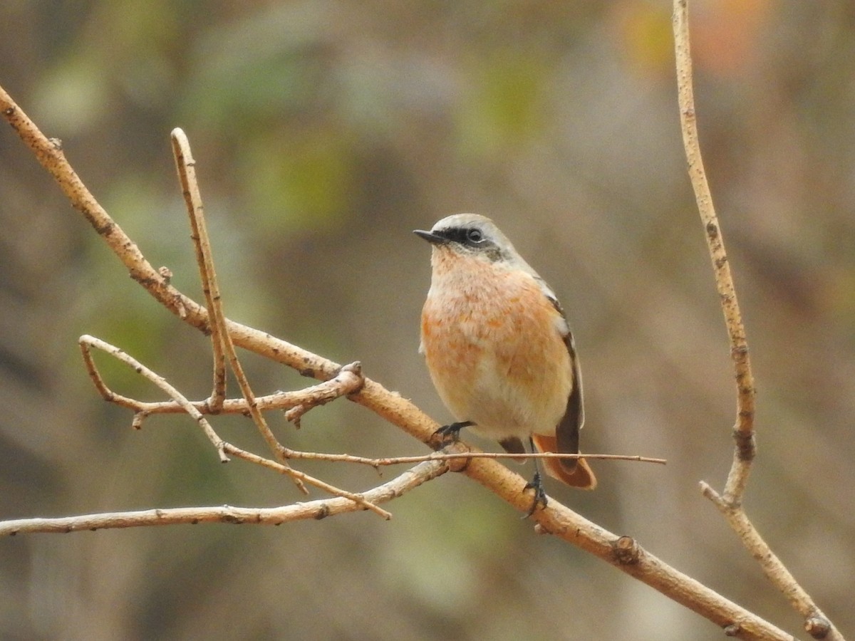 Rufous-backed Redstart - ML613546648