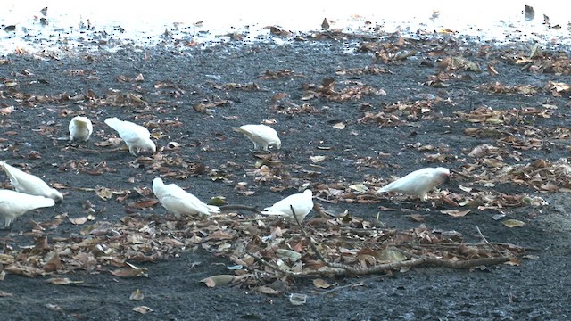 Cacatoès corella - ML613546658