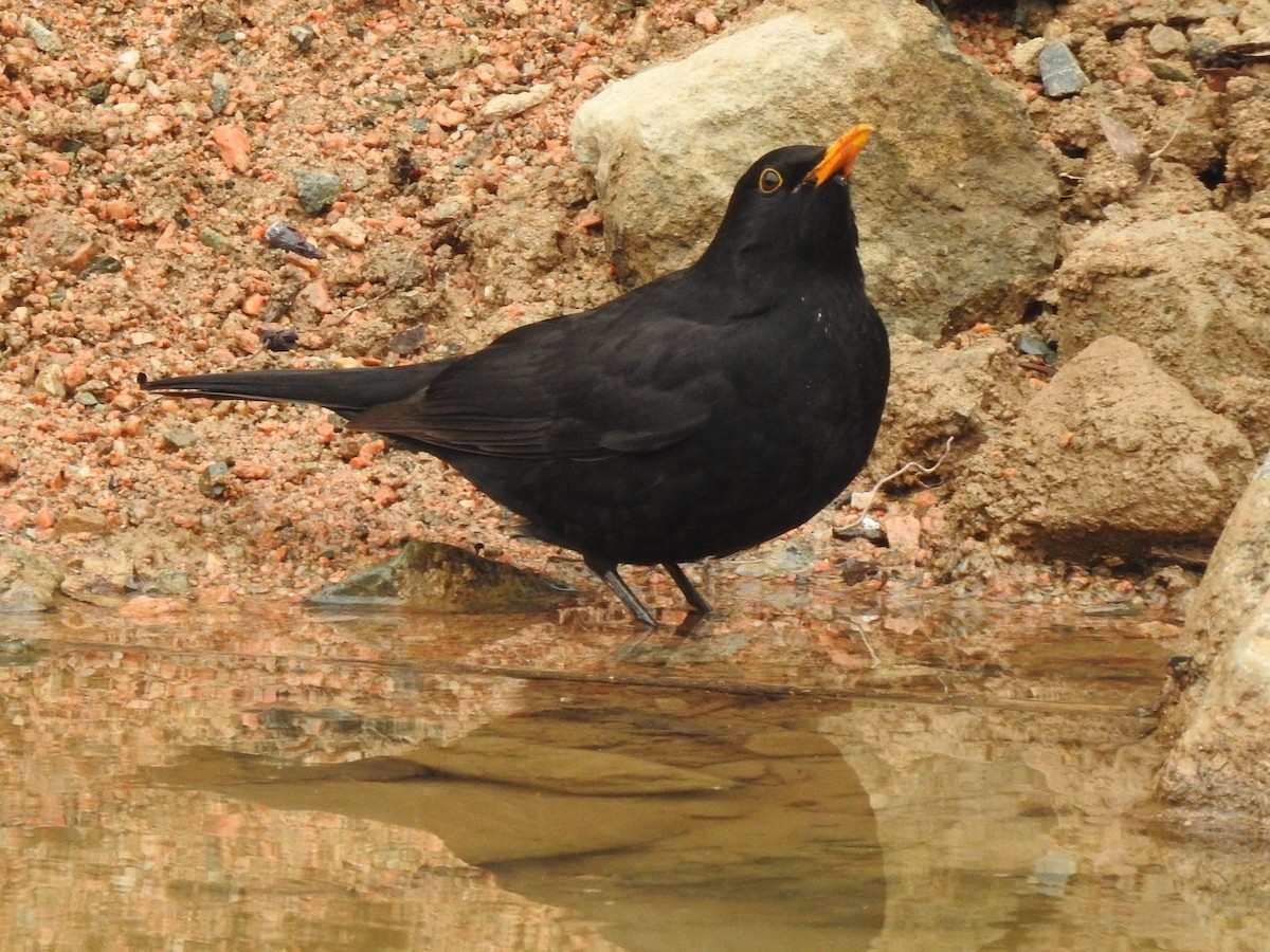 Eurasian Blackbird - ML613546674