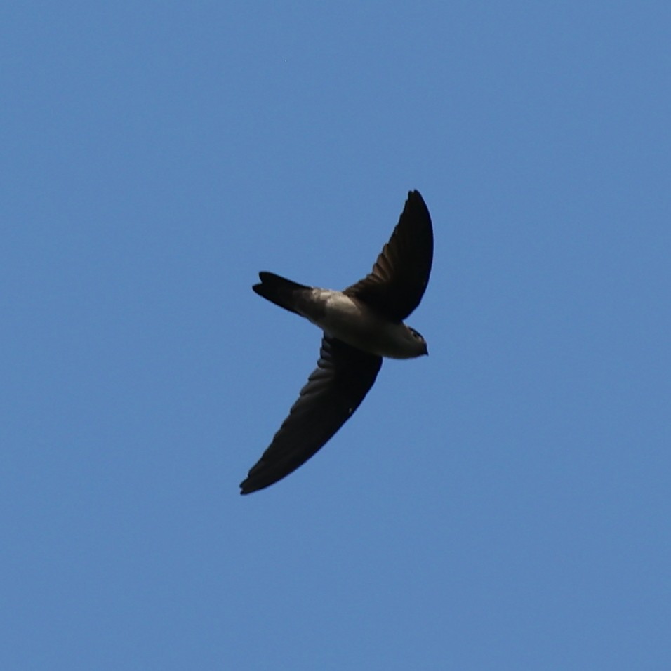 Indian Swiftlet - Abdul Raheem Munderi