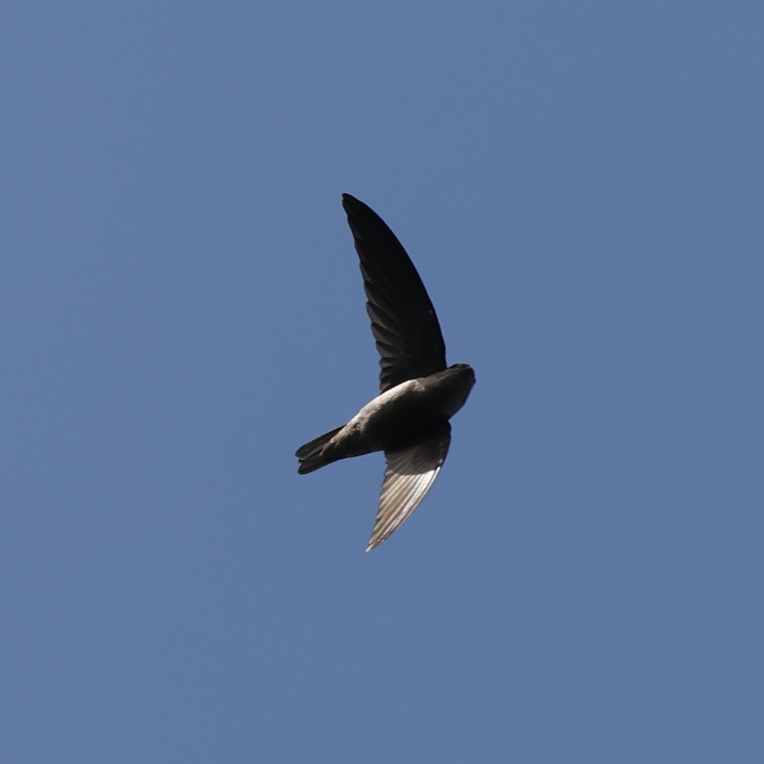 Indian Swiftlet - Abdul Raheem Munderi