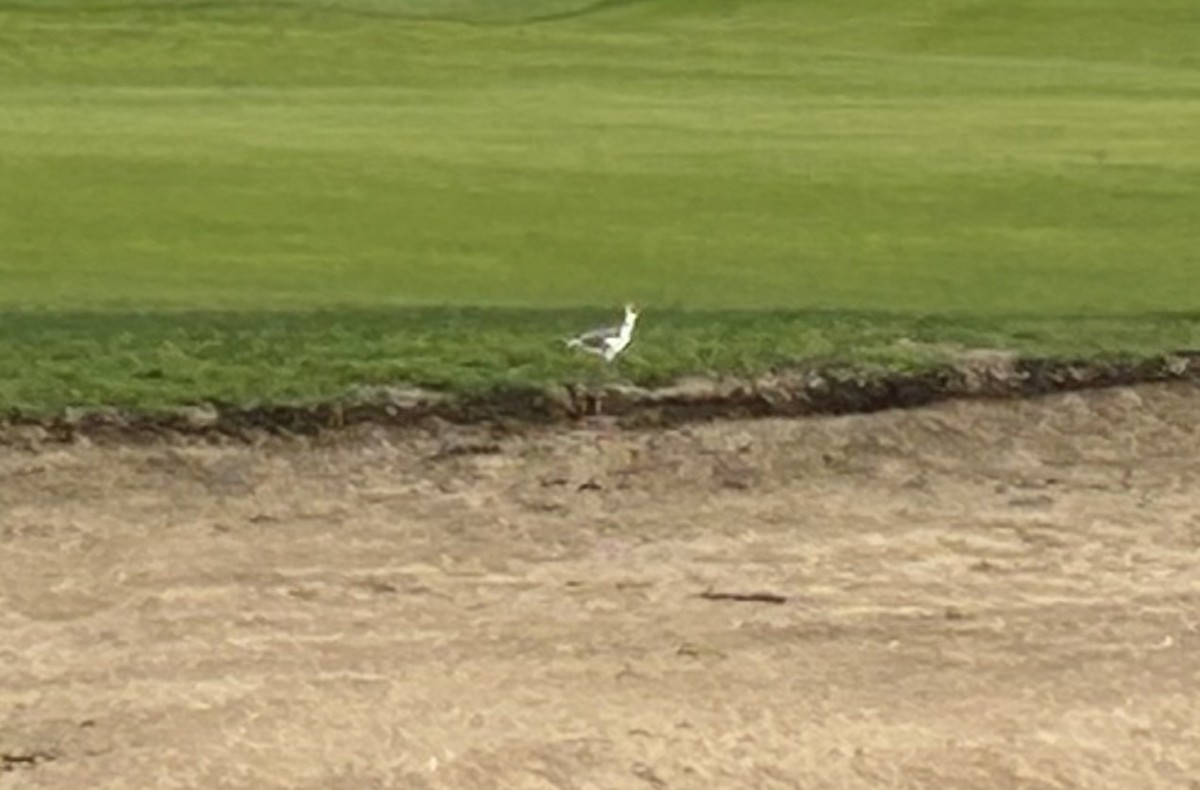 Black-winged Stilt - ML613546719