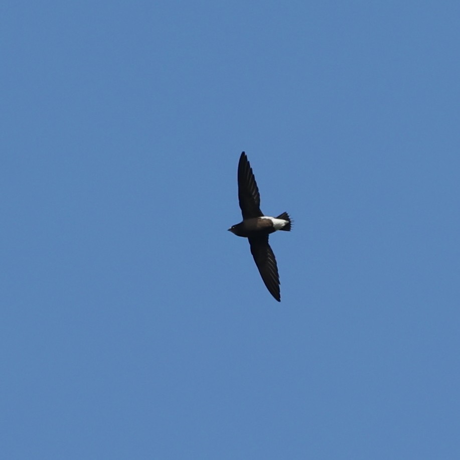 Brown-backed Needletail - Abdul Raheem Munderi