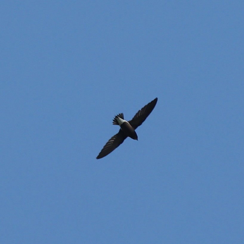 Brown-backed Needletail - Abdul Raheem Munderi