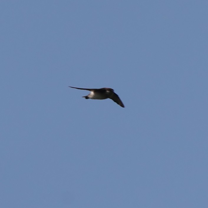 Asian House-Martin - ML613546756