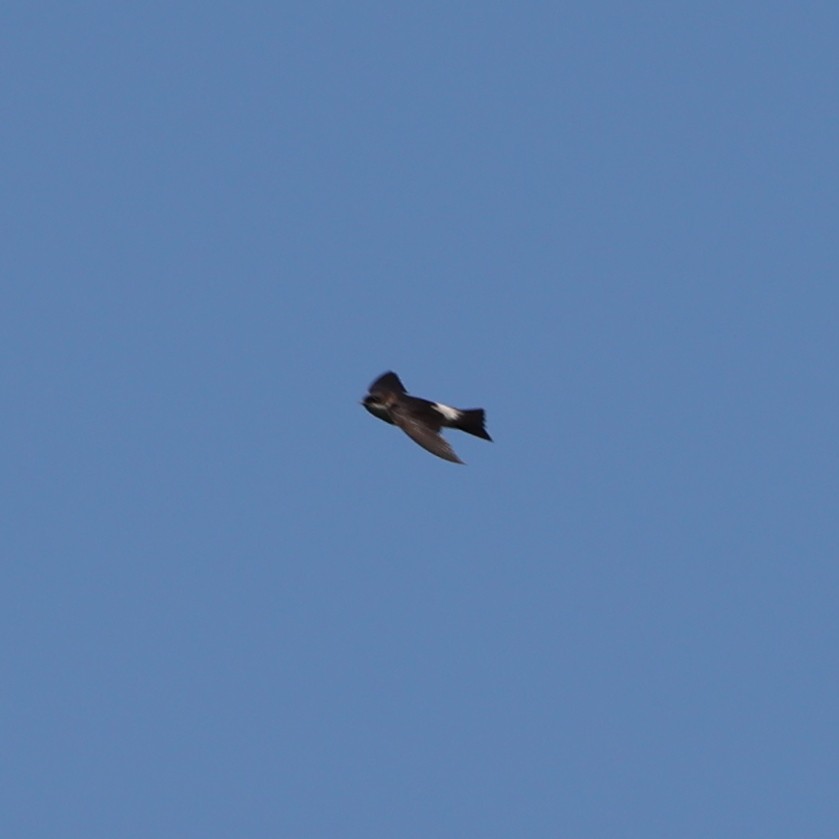 Asian House-Martin - ML613546765