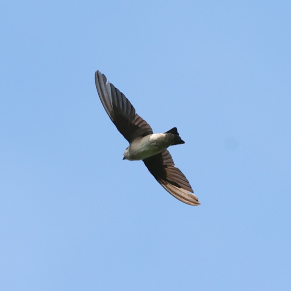 Asian House-Martin - ML613546770