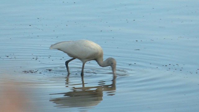 Yellow-billed Spoonbill - ML613546782