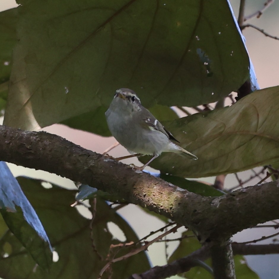 Yellow-browed Warbler - Abdul Raheem Munderi