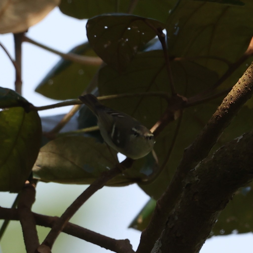 Yellow-browed Warbler - Abdul Raheem Munderi