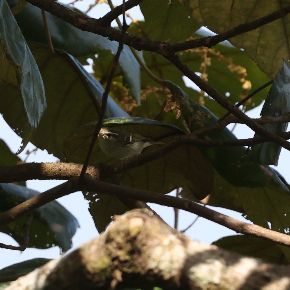 Yellow-browed Warbler - ML613546801