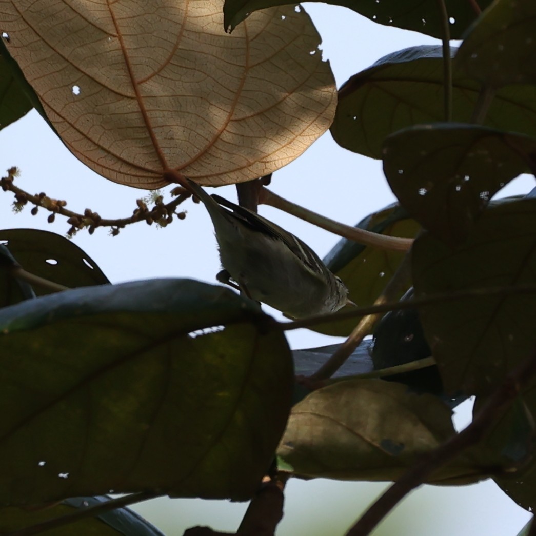 Yellow-browed Warbler - ML613546802
