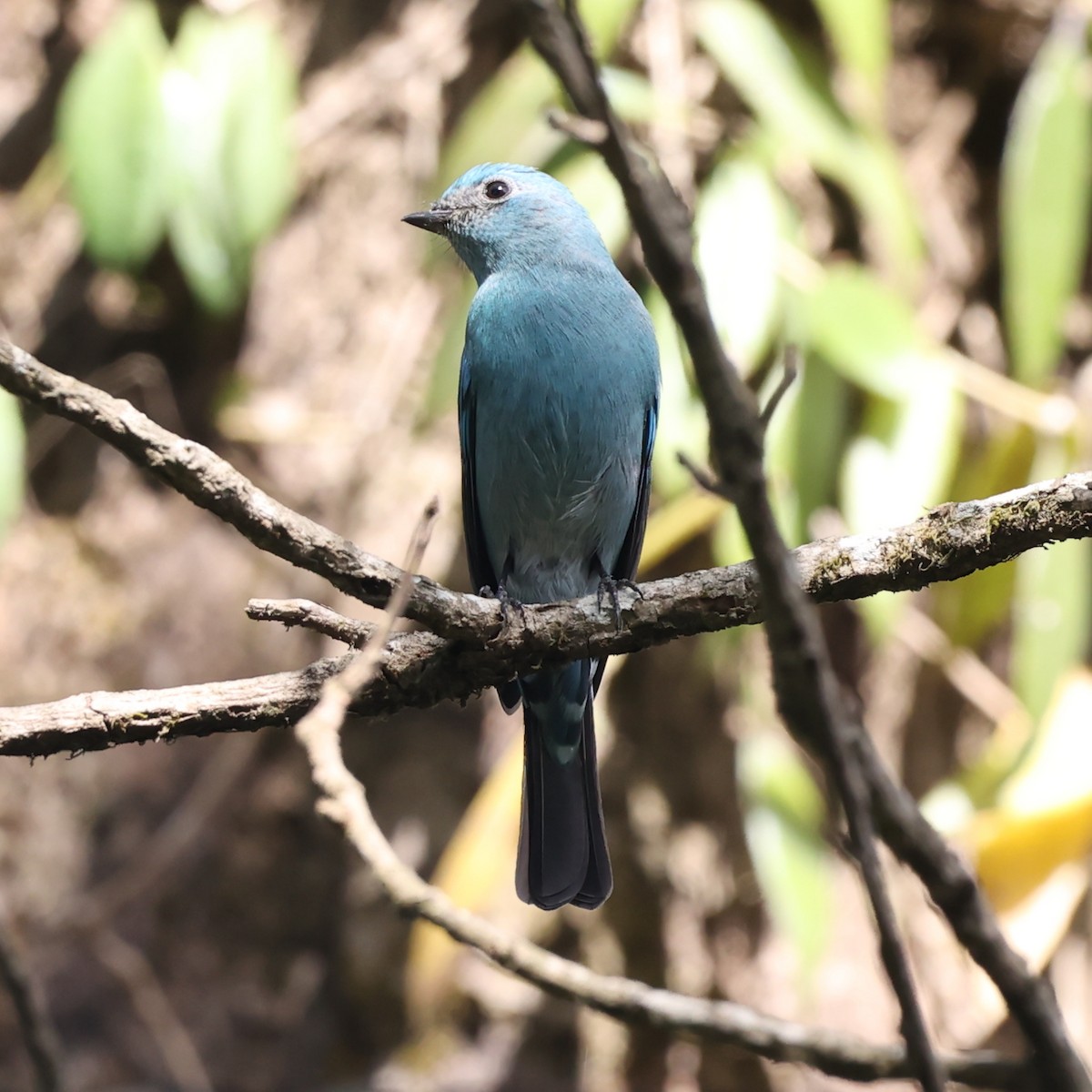 Verditer Flycatcher - ML613546843