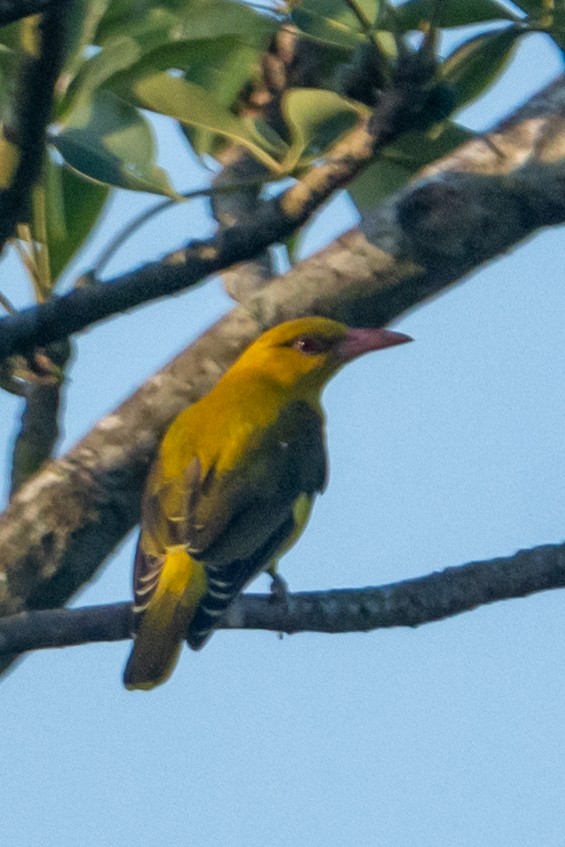 Indian Golden Oriole - ML613546865