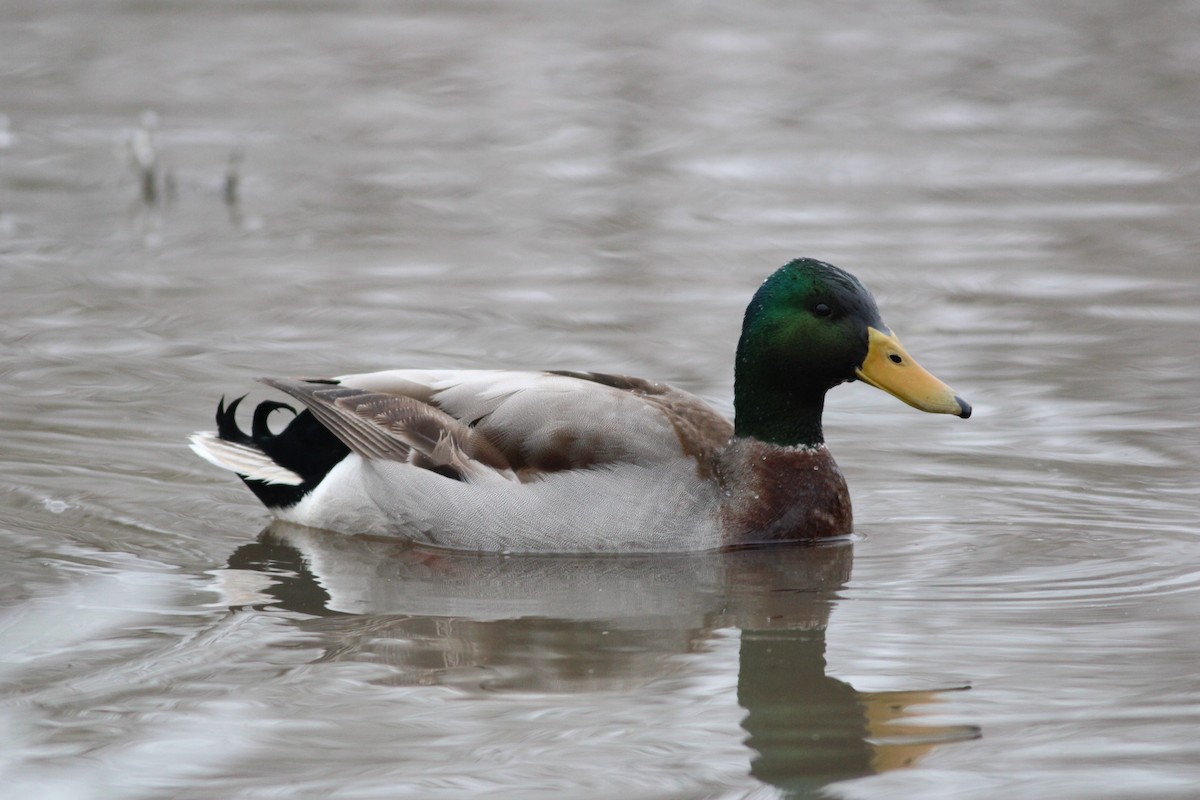 Mallard - ML613546867