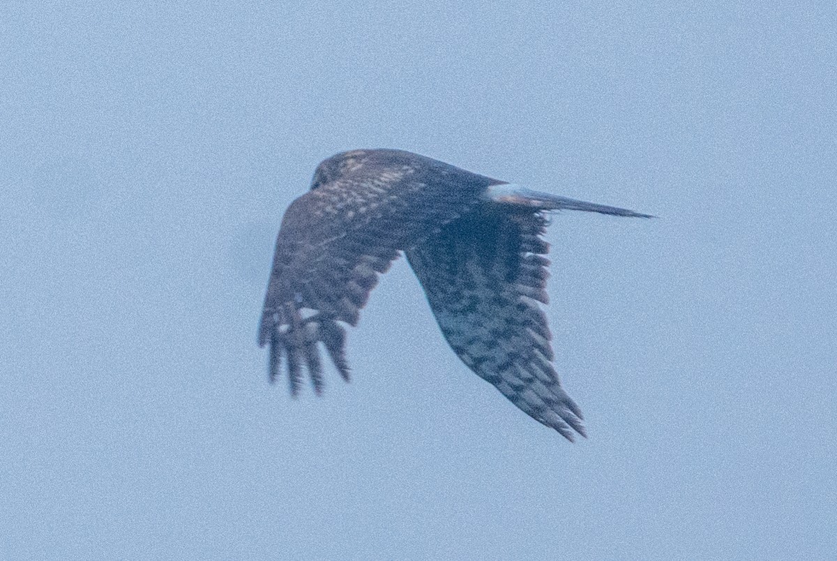 Hen Harrier - Pinak Paul