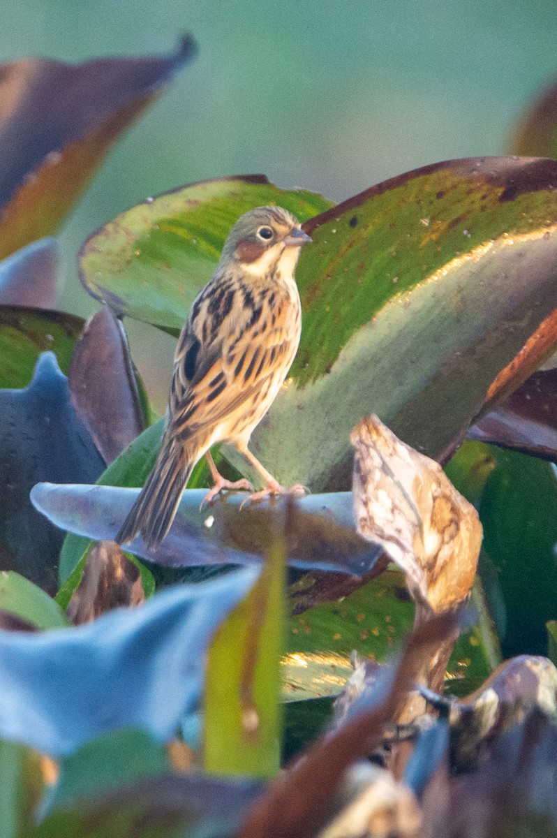 Chestnut-eared Bunting - Pinak Paul