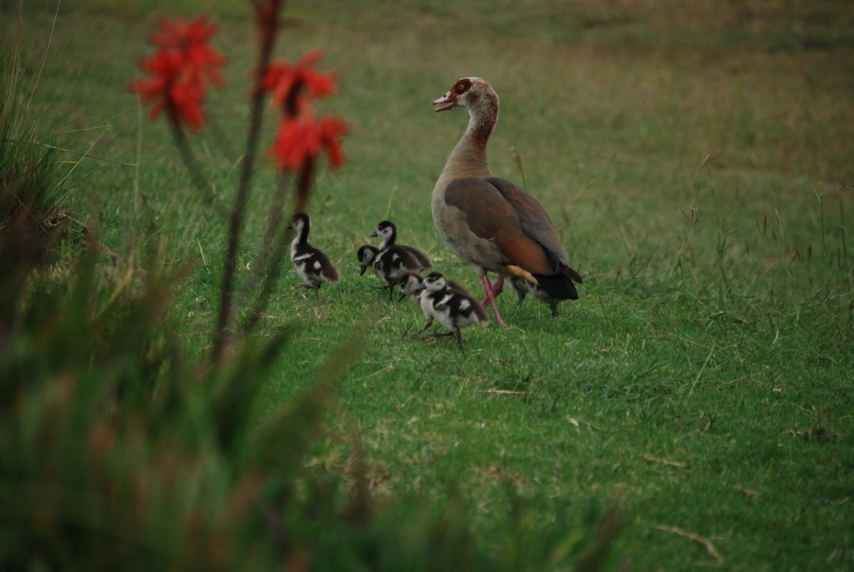 Egyptian Goose - ML613546917