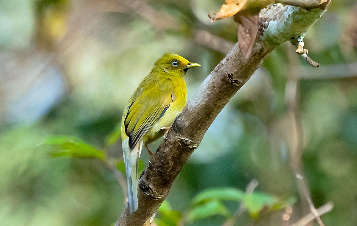 Gray-headed Bulbul - ML613546926