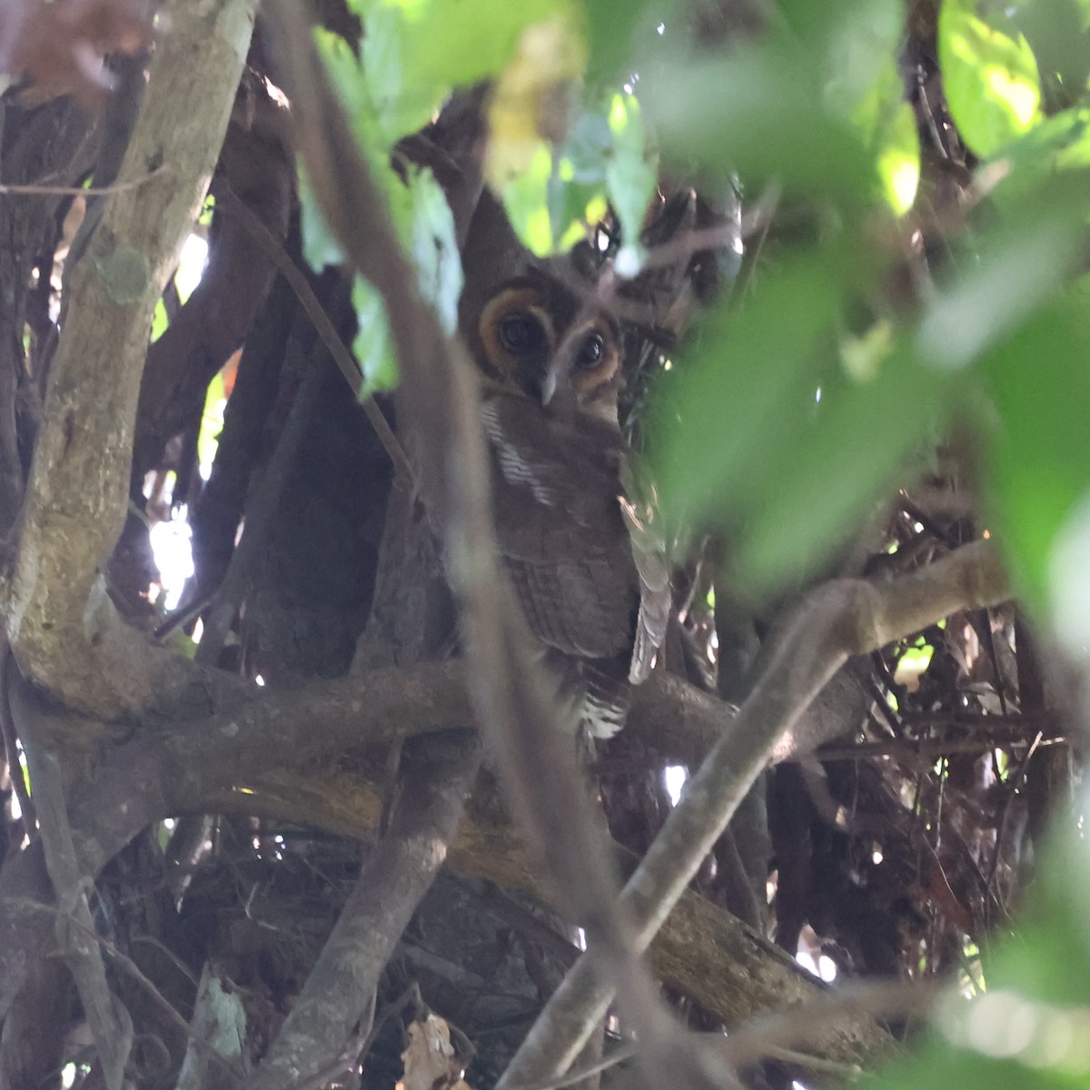 Brown Wood-Owl - ML613546994