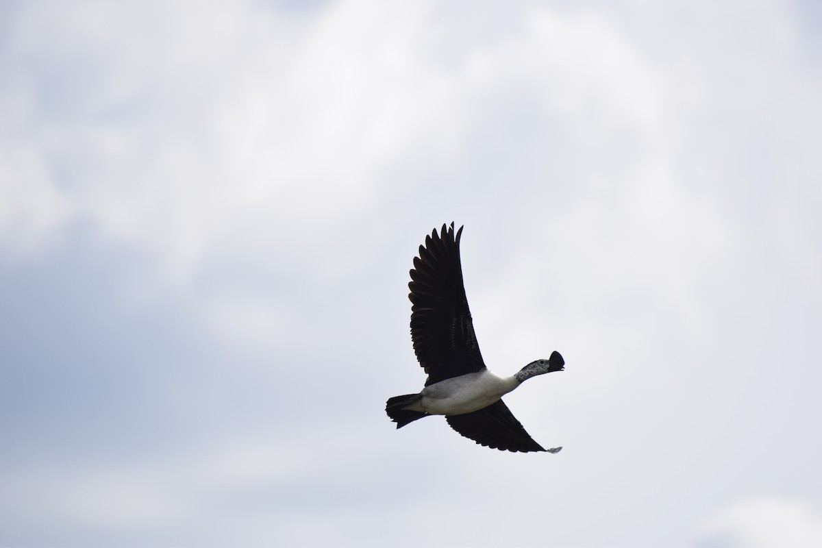 Knob-billed Duck - ML613547011