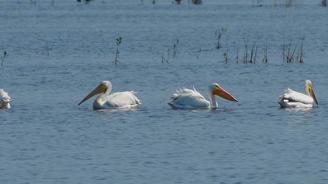 American White Pelican - ML613547032