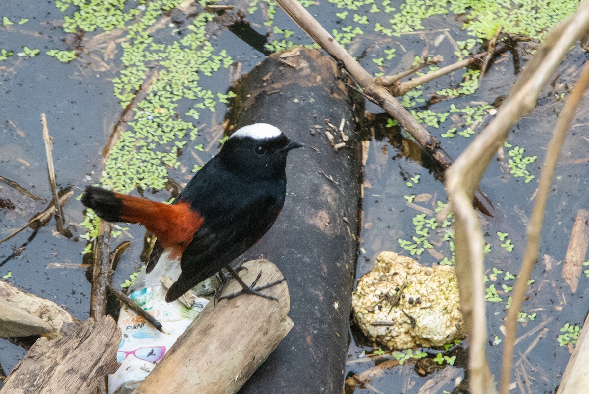 White-capped Redstart - ML613547048