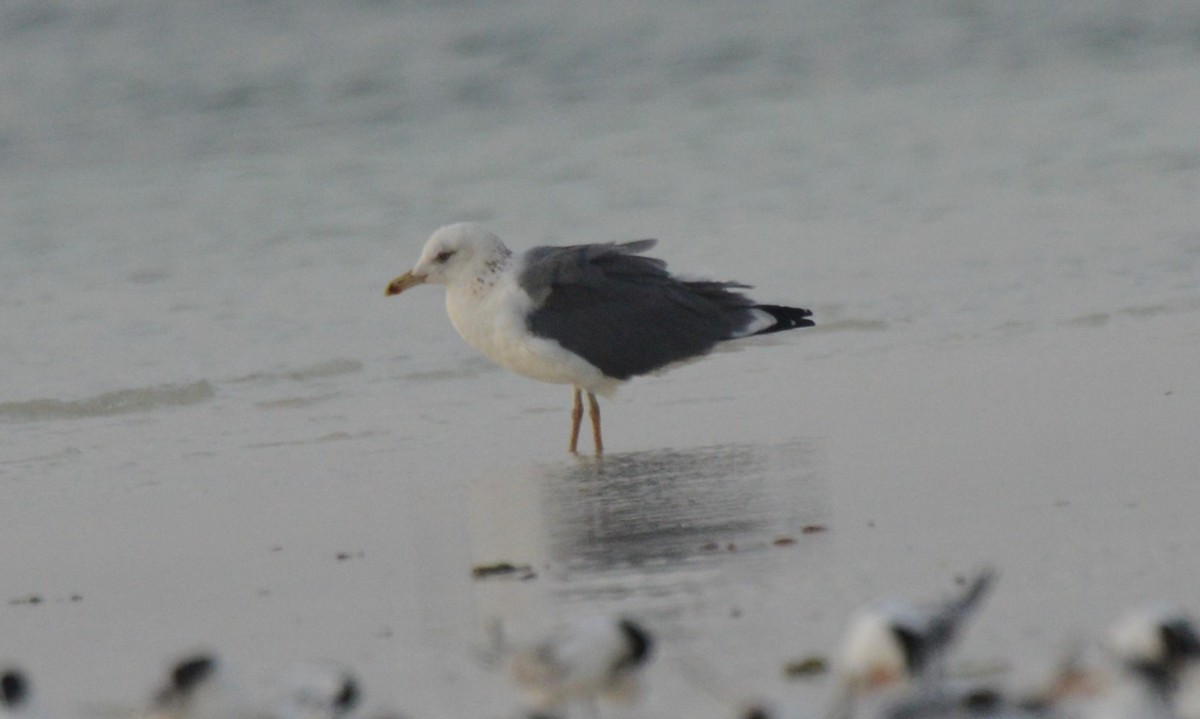 Lesser Black-backed Gull (Heuglin's) - ML613547077