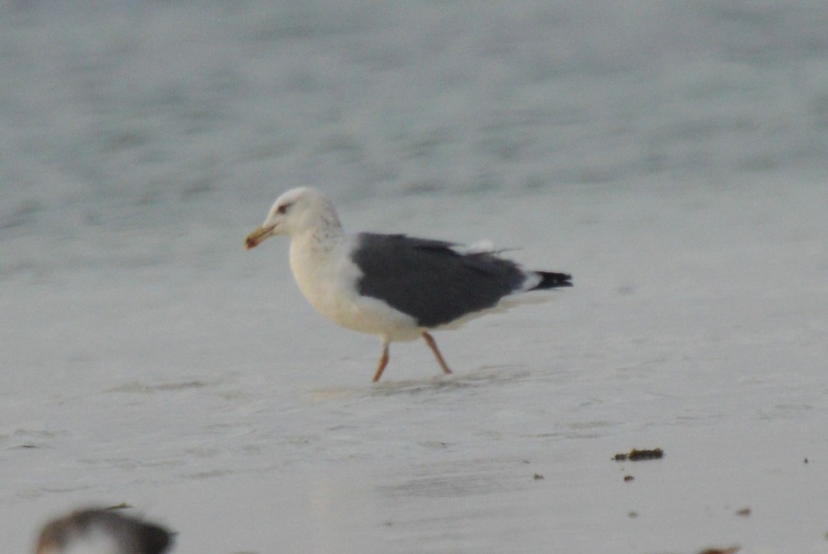 Lesser Black-backed Gull (Heuglin's) - ML613547078