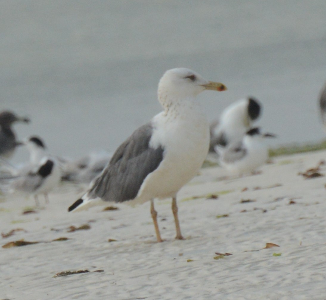 Lesser Black-backed Gull (Heuglin's) - ML613547079