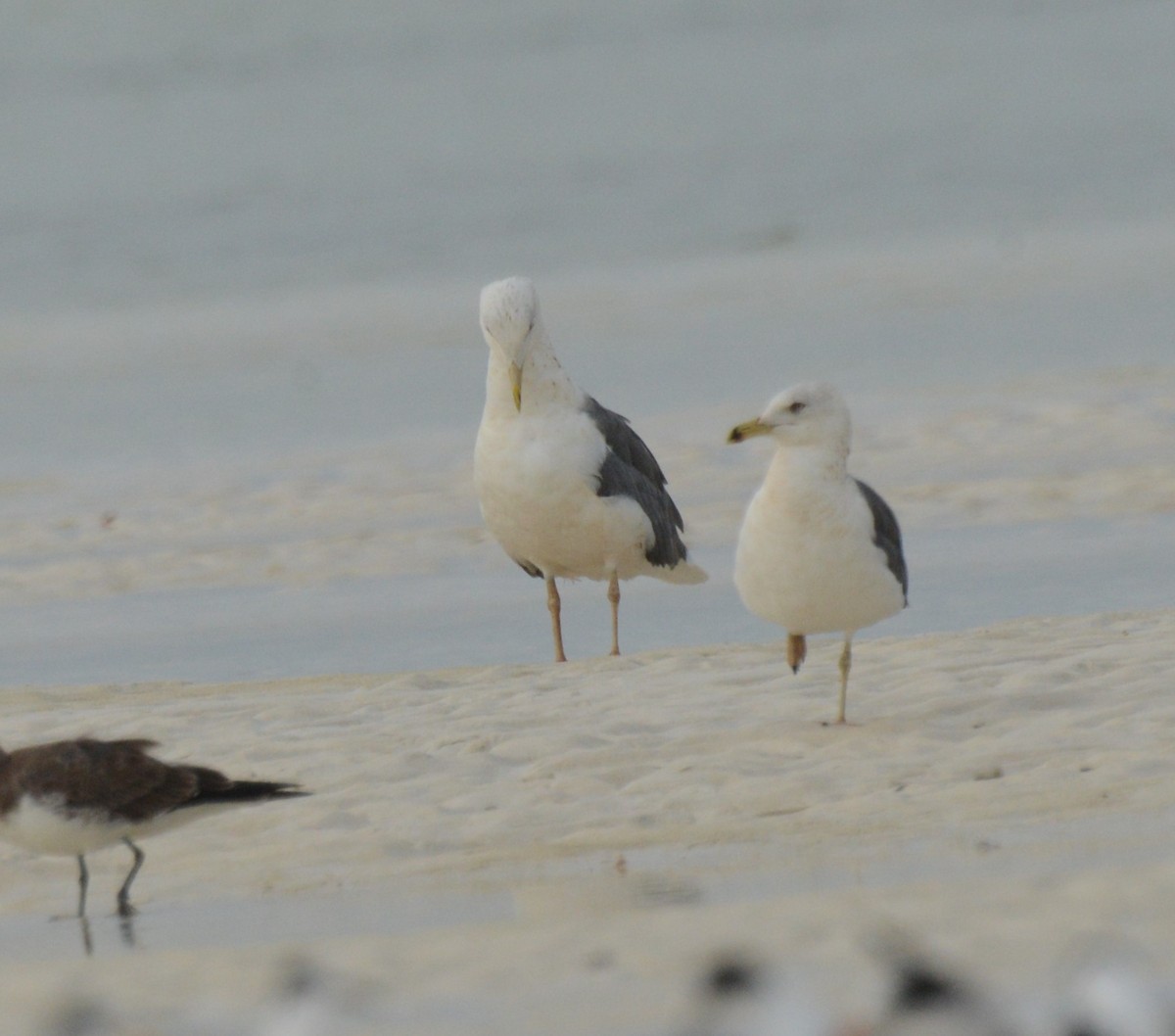 Lesser Black-backed Gull (Heuglin's) - ML613547081