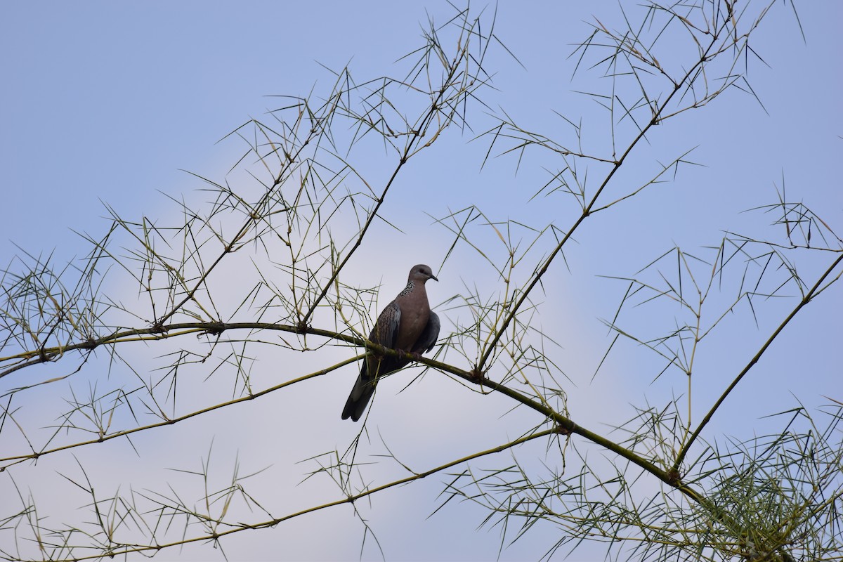 Spotted Dove - ML613547102