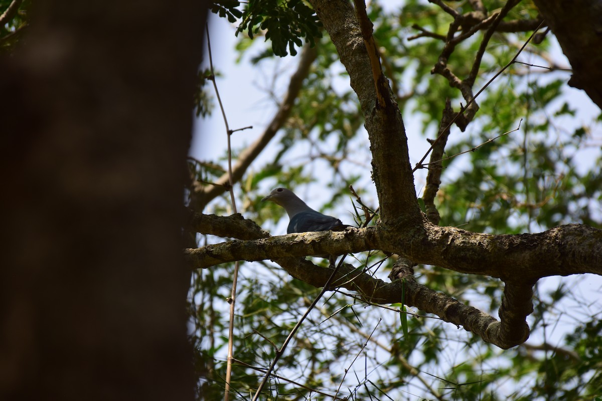 Green Imperial-Pigeon - Vipin Rao