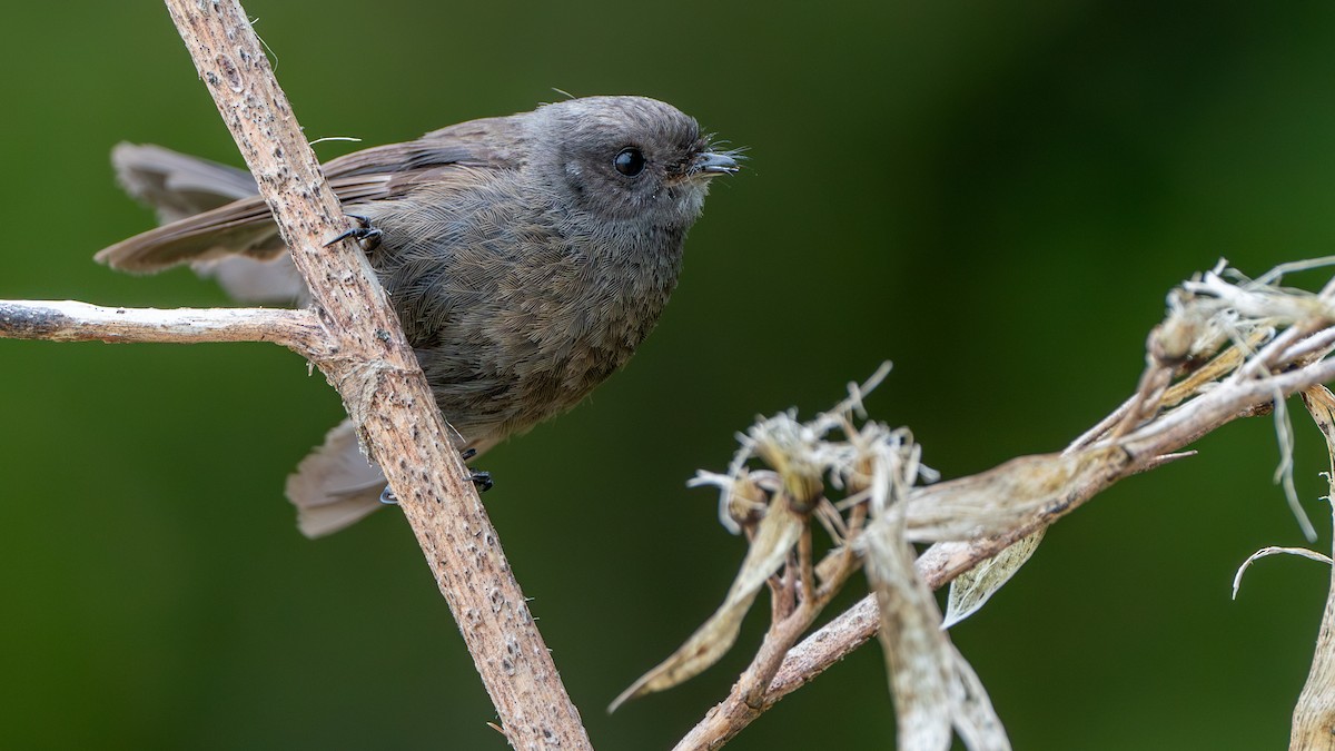 New Zealand Fantail - ML613547141