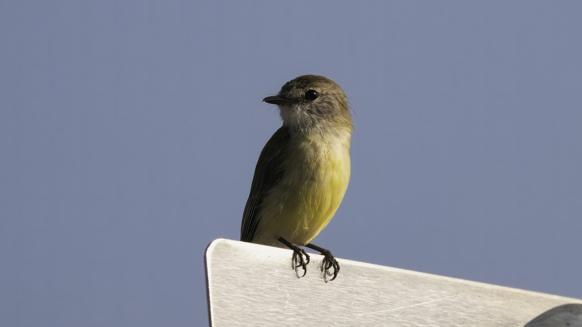 Lemon-bellied Flyrobin (Lemon-bellied) - Markus Craig