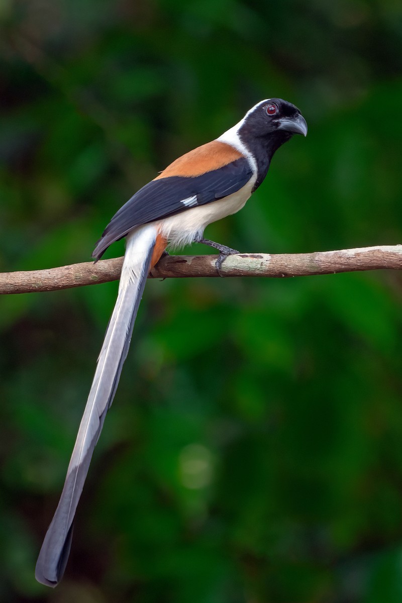 White-bellied Treepie - ML613547173