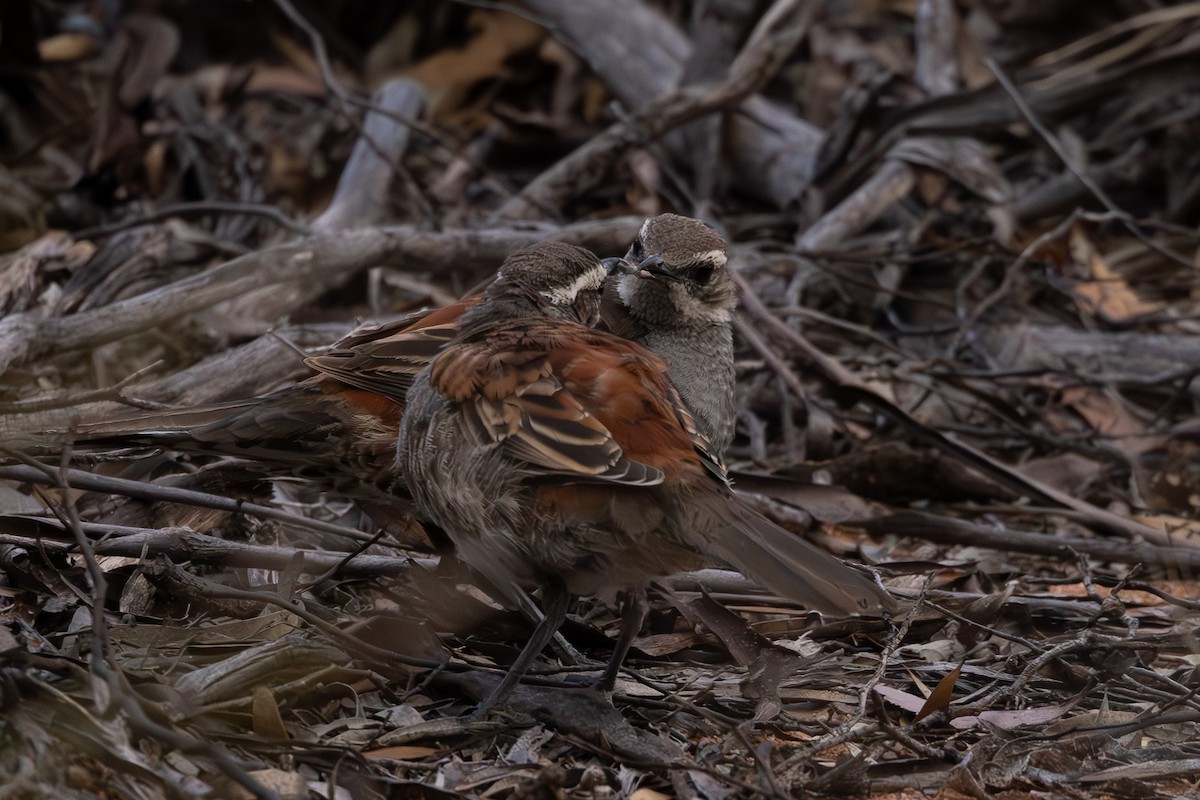 Copperback Quail-thrush - Jodi Webber