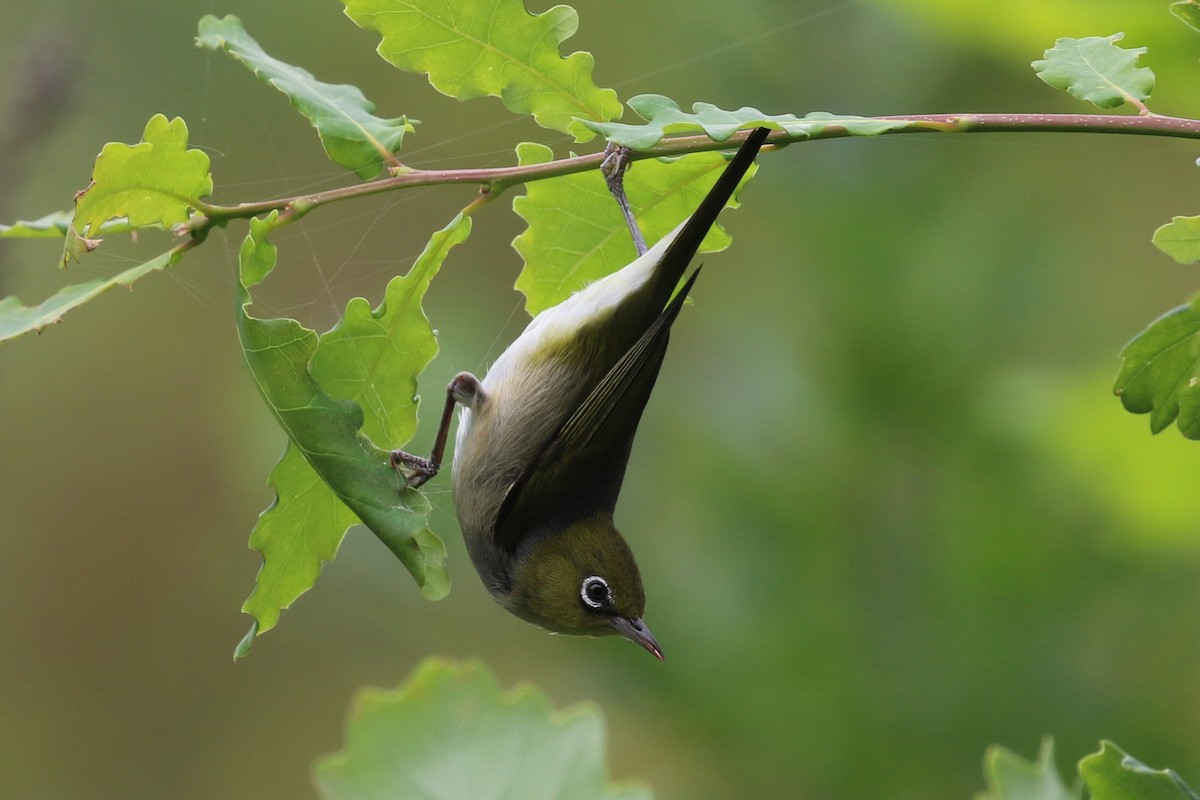 Graumantel-Brillenvogel - ML613547195