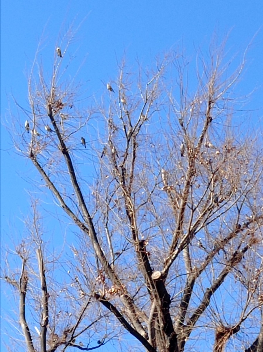 Хүрэн хөөндэй - ML613547207