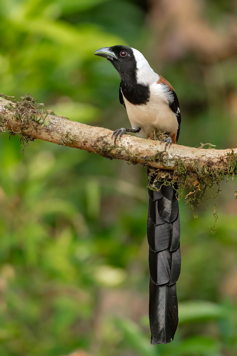 White-bellied Treepie - ML613547211