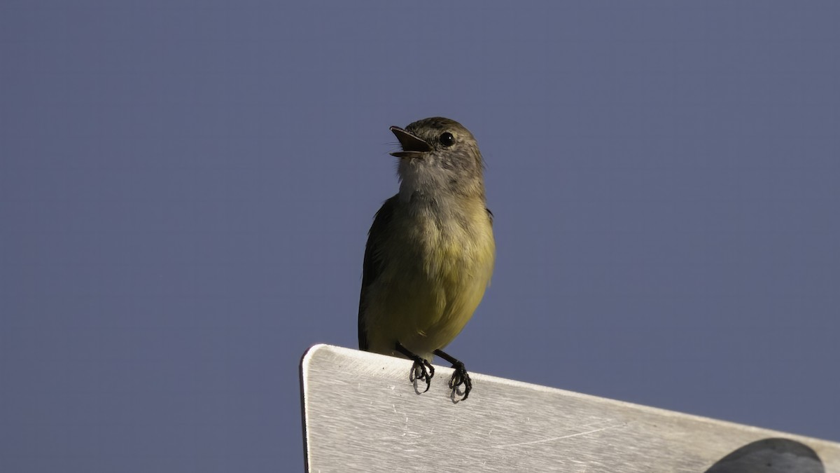 Lemon-bellied Flyrobin (Lemon-bellied) - ML613547273