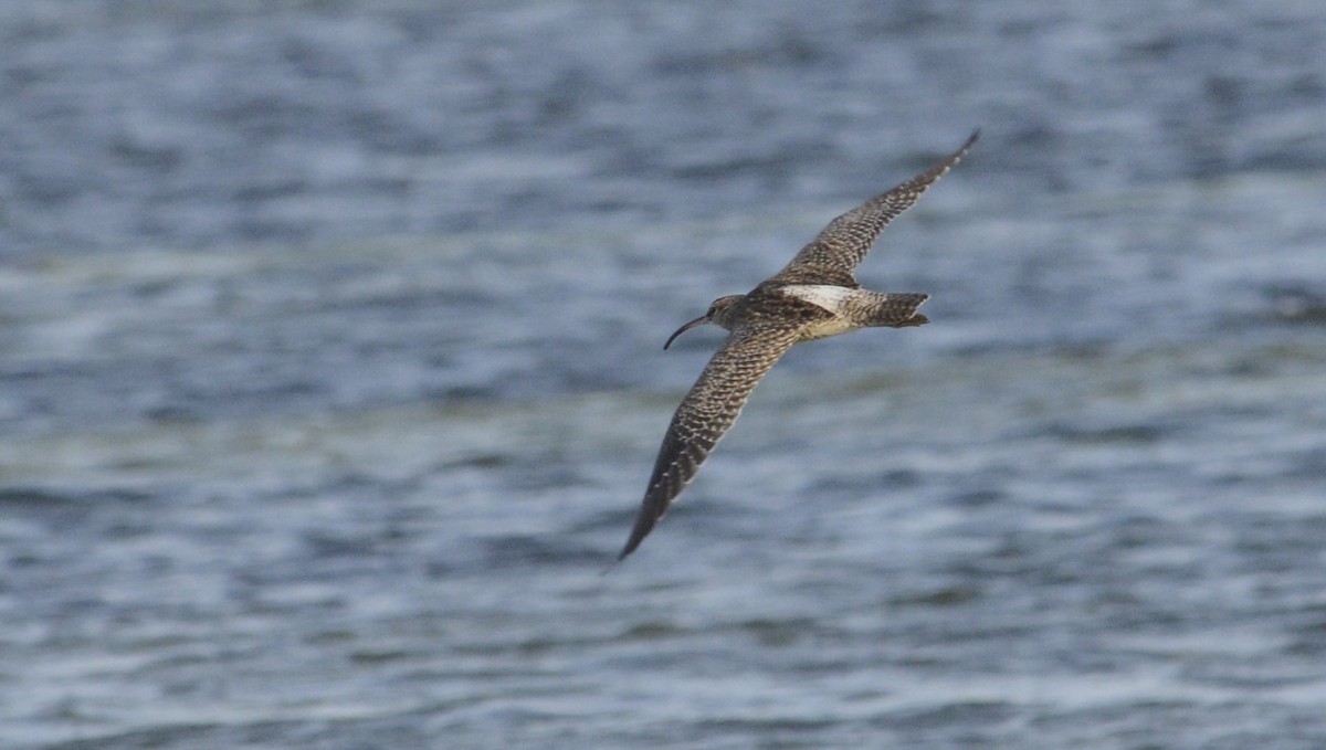 Whimbrel - ML613547279